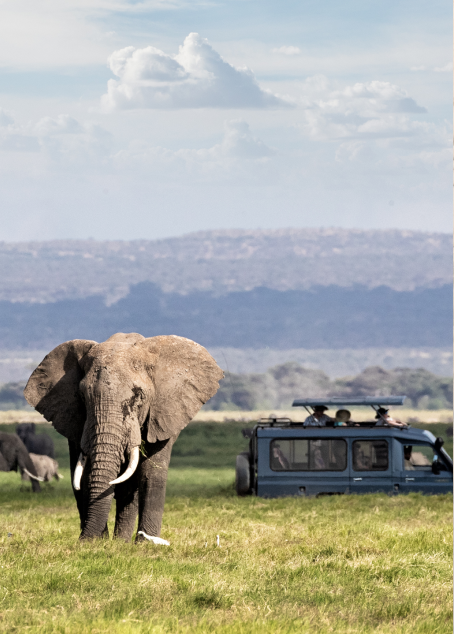 Wildlife Safari in Style